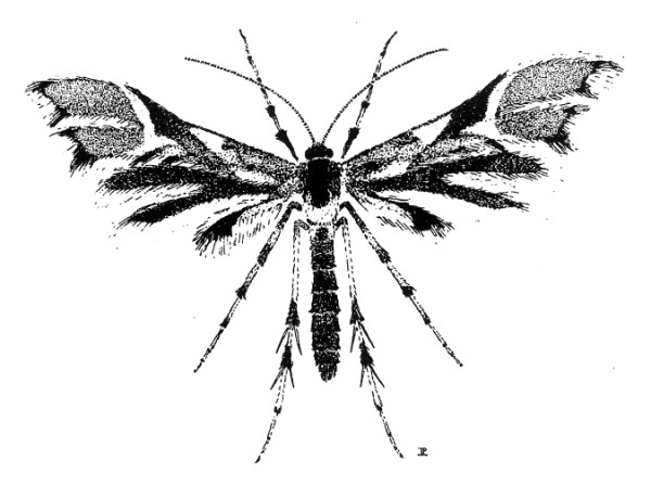 Adult of Cnaemidophorus rhododactyla (Pterophoridae).
